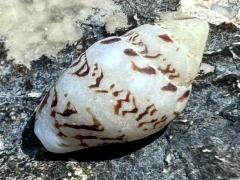 (Euplica Cone Snail) dorsal