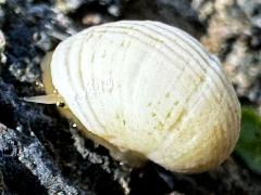 (Gastropoda Snail) upperside