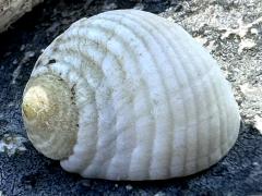(Nerita Snail) dorsal
