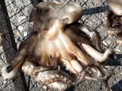 (Octopus) drying
