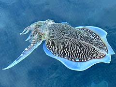 (Pharaoh Cuttlefish) dorsal