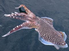 (Pharaoh Cuttlefish) profile