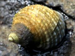 (Gastropoda Snail) back
