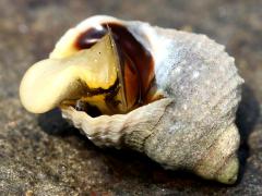(Gastropoda Snail) belly