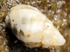 (Gastropoda Snail) upperside