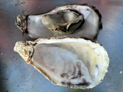 (Portuguese Oyster) open