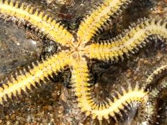 (Lagoon Brittle Star) underside