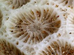 (Scleractinia Stony Coral) cell