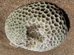(Scleractinia Stony Coral) colony