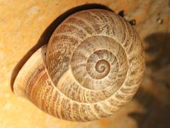 (Chocolate-band Snail) dorsal