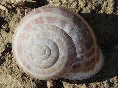 (Chocolate-band Snail) two dorsal