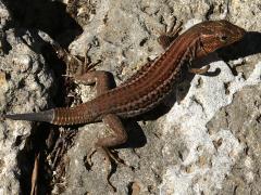 (Peloponnese Wall Lizard) dorsal