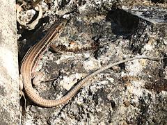 (Peloponnese Wall Lizard) rear