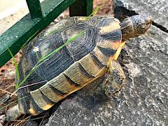 (Marginated Tortoise) profile