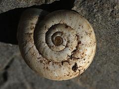 (Vulgarissima Snail) dorsal