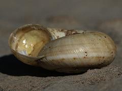 (Vulgarissima Snail) lateral