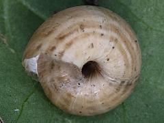 (Vineyard Snail) lateral