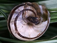 (Chocolate-band Snail) ventral