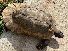 (Marginated Tortoise) dorsal