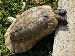 (Marginated Tortoise) lateral