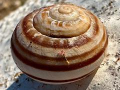 (Chocolate-band Snail) dorsal