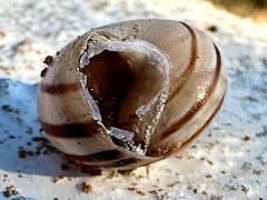 (Chocolate-band Snail) ventral
