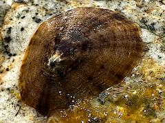 (Patella Limpet) lateral