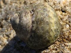 (Mutabilis Top Snail) dorsal