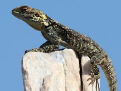 (Roughtail Rock Agama) lateral