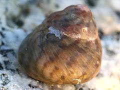 (Mutabilis Top Snail) dorsal