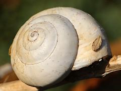 (White Italian Snail) lateral