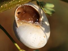 (White Italian Snail) ventral