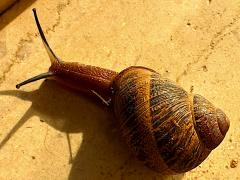 (Garden Snail) rear