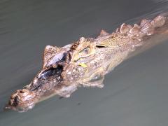 (Broad-snouted Caiman) face