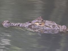 (Broad-snouted Caiman) profile