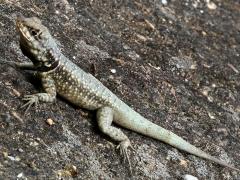 (Amazon Lava Lizard) crawling