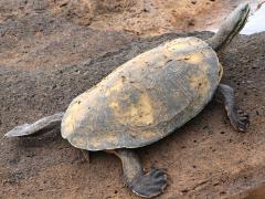 (Williams' Side-necked Turtle) basking