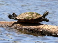 (Northern Red-bellied Cooter) superman