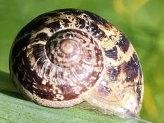 (Garden Snail) shell