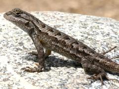 (Western Fence Lizard) profile