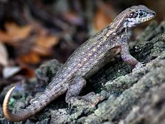 (Northern Curly-tailed Lizard) dorsal