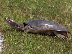 (Florida Softshell Turtle) female ovipositing