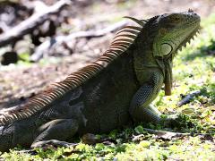 (Green Iguana) basking