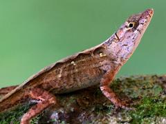 (Brown Anole) lateral