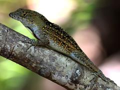 (Brown Anole) spotted