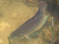 (Blue Tilapia) swimming