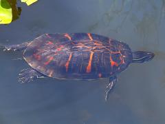 (Florida Red-bellied Cooter) female dorsal