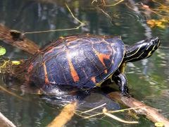 (Florida Red-bellied Cooter) female lateral