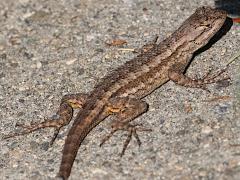 (Western Fence Lizard) lateral