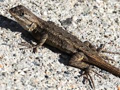 (Western Fence Lizard) lateral